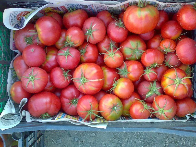 помидоры в Тюмени 10
