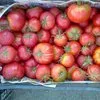 помидоры в Тюмени 10