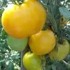 помидоры в Тюмени 8