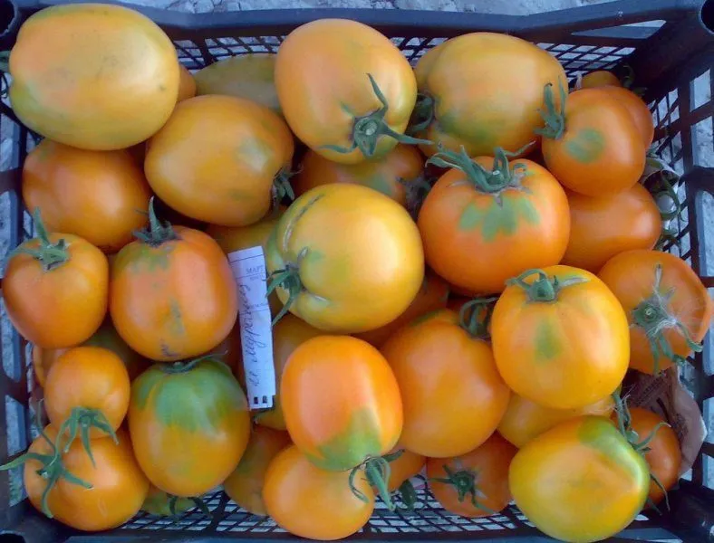 помидоры в Тюмени 7