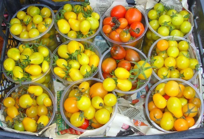 помидоры в Тюмени 6