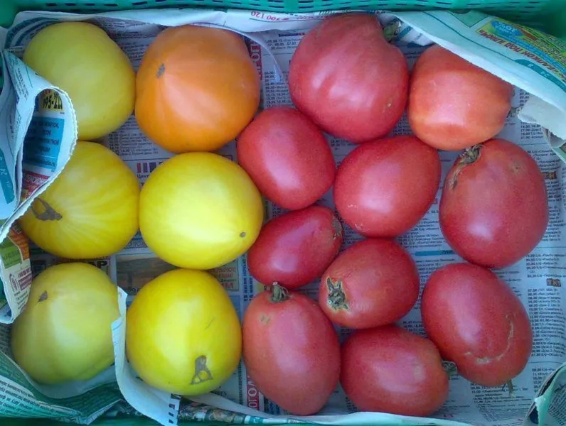 помидоры в Тюмени 11
