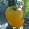 помидоры в Тюмени