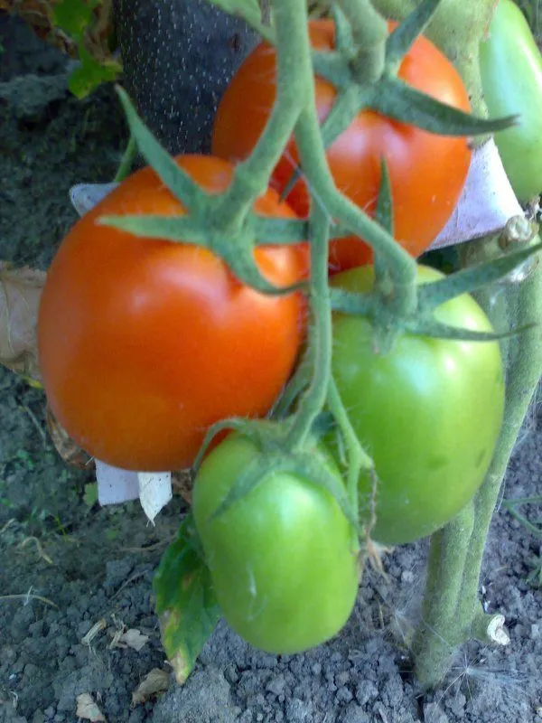 помидоры в Тюмени 2