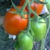 помидоры в Тюмени 2