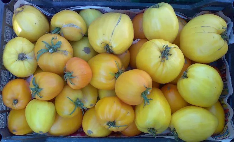 помидоры в Тюмени 4