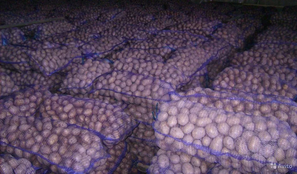 картофель оптом от производителя 7р в Тюмени 3