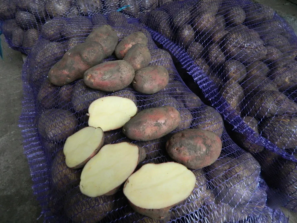 картофель оптом от производителя 7р в Тюмени 2
